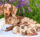 Dachshund Puppies for sale in Albany, Georgia. price: $800