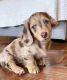 Dachshund Puppies for sale in Hartford, Connecticut. price: $950