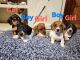Dachshund Puppies for sale in Belleview, MO 63623, USA. price: $800