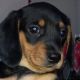 Dachshund Puppies for sale in Des Moines, Iowa. price: $800