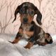 Dachshund Puppies for sale in Montgomery, Alabama. price: $500