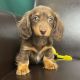 Dachshund Puppies for sale in Dover, Delaware. price: $500