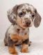 Dachshund Puppies for sale in Jacksonville, Florida. price: $500