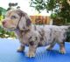 Dachshund Puppies for sale in Milwaukee, Wisconsin. price: $500
