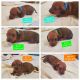Dachshund Puppies for sale in Stockton, CA, USA. price: NA