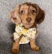 Dachshund Puppies for sale in Chicago, Illinois. price: $400