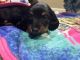 Dachshund Puppies for sale in San Antonio, Texas. price: $750
