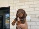Dachshund Puppies for sale in Yeppoon, Queensland. price: $1,600