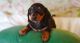 Dachshund Puppies for sale in Allen, Texas. price: $65,000