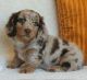 Dachshund Puppies for sale in Billings, Montana. price: $700