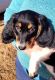 Dachshund Puppies for sale in Newton, Wyoming. price: $450