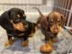 Dachshund Puppies for sale in Atlanta, Georgia. price: $500