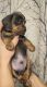 Dachshund Puppies for sale in Broomfield, Colorado. price: $3,000