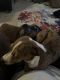 Dachshund Puppies for sale in Springfield, Missouri. price: $200