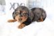 Dachshund Puppies for sale in Los Angeles, California. price: $550