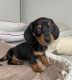 Dachshund Puppies for sale in Dover, Delaware. price: $550