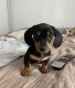 Dachshund Puppies for sale in Chicago, Illinois. price: $500