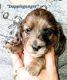 Dachshund Puppies for sale in Summerfield, FL 34491, USA. price: $1,800