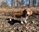 Dachshund Puppies for sale in Winslow, Arkansas. price: $450