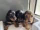 Dachshund Puppies for sale in Nowra, New South Wales. price: $2,500