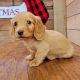 Dachshund Puppies for sale in San Diego, California. price: $1,050