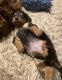 Dachshund Puppies for sale in Front Royal, Virginia. price: $900