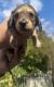 Dachshund Puppies for sale in Los Angeles, California. price: $1,500