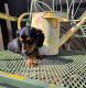 Dachshund Puppies for sale in Metropolis, Illinois. price: $1,450