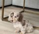 Dachshund Puppies for sale in California City, California. price: $650