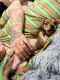 Dachshund Puppies for sale in Flint, Michigan. price: $300