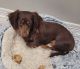 Dachshund Puppies for sale in Tyler, Texas. price: NA