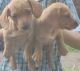 Dachshund Puppies for sale in Blue Mountains, New South Wales. price: $2,000