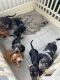 Dachshund Puppies for sale in Miami, Florida. price: $1,500