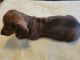 Dachshund Puppies for sale in Opelika, Alabama. price: $850