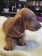 Dachshund Puppies for sale in Opelika, Alabama. price: $850