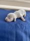 Dachshund Puppies for sale in Heflin, Alabama. price: $1,500
