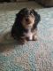 Dachshund Puppies for sale in Fayetteville, North Carolina. price: $600