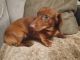 Dachshund Puppies for sale in Battle Creek, Michigan. price: $2,000