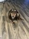 Dachshund Puppies for sale in Colorado Sporings, Colorado. price: $2,500