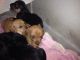 Dachshund Puppies for sale in Lucknow, Uttar Pradesh 226002, India. price: 5000 INR