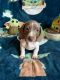 Dachshund Puppies for sale in Athens, Ohio. price: $900