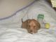 Dachshund Puppies for sale in Adrian, OR 97913, USA. price: NA