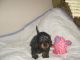 Dachshund Puppies for sale in Ashland, OR 97520, USA. price: $300