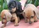 Dachshund Puppies for sale in Nagercoil, Tamil Nadu 629001, India. price: 2750 INR