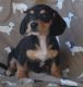 Dachshund Puppies for sale in Miramar, FL, USA. price: $400