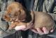 Dachshund Puppies for sale in Harrisburg, IL 62946, USA. price: NA