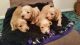 Dachshund Puppies for sale in Albuquerque, NM, USA. price: $700