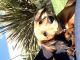 Dachshund Puppies for sale in Ventura, CA, USA. price: NA