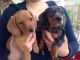 Dachshund Puppies for sale in San Bernardino, CA, USA. price: $250