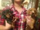 Dachshund Puppies for sale in San Bernardino, CA, USA. price: $200